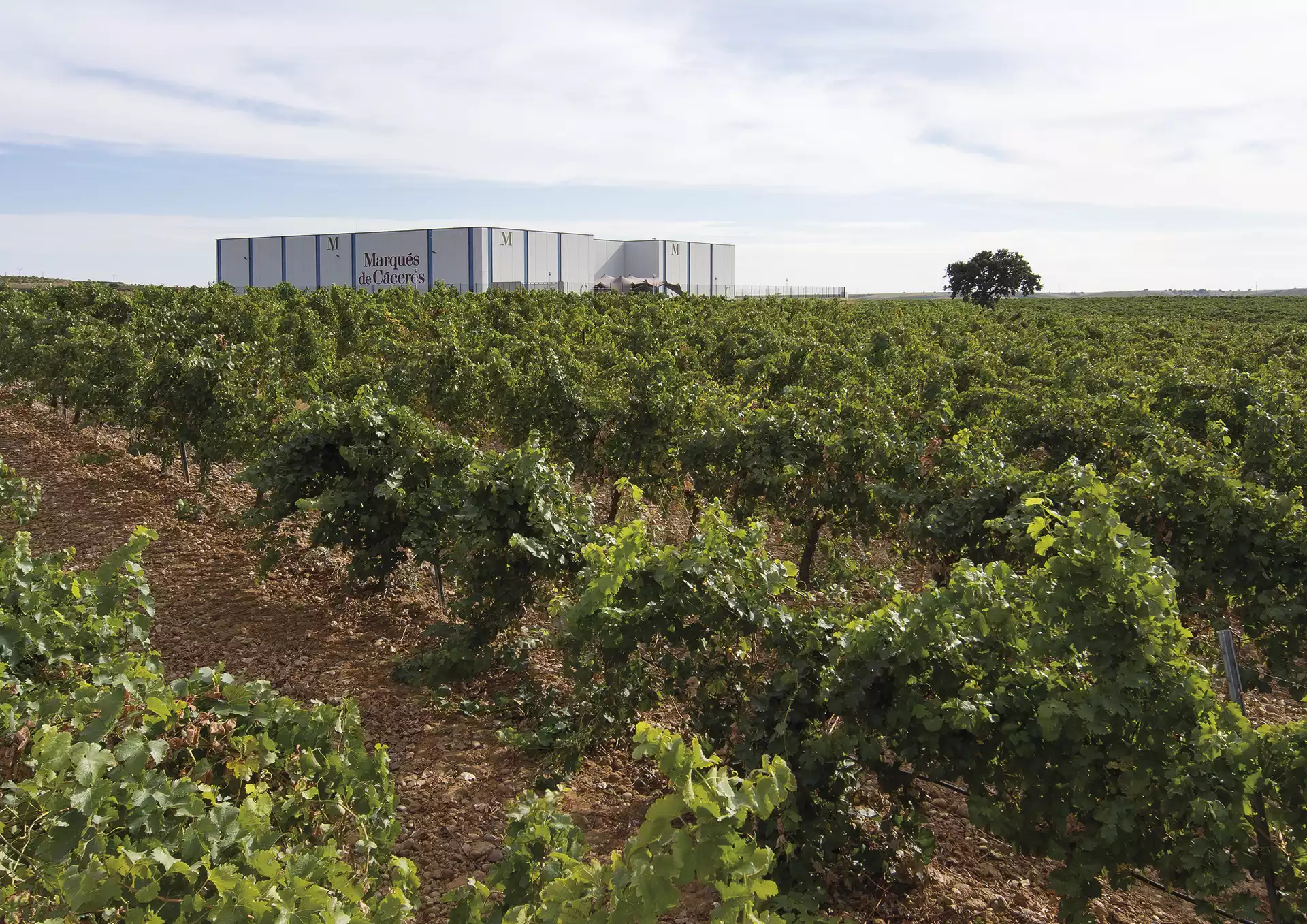 Bodega Marqués de Cáceres D.O. Rueda